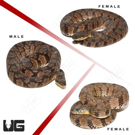 Diamondback Water Snake 的图像结果