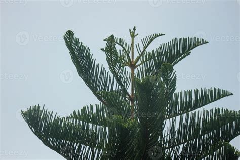 Araucaria heterophylla or Norfolk Spruce is a species of conifer native to Norfolk Island ...