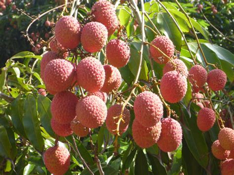Lychee Plant – What You Need to Know Before Buying One — Mahindra Nursery