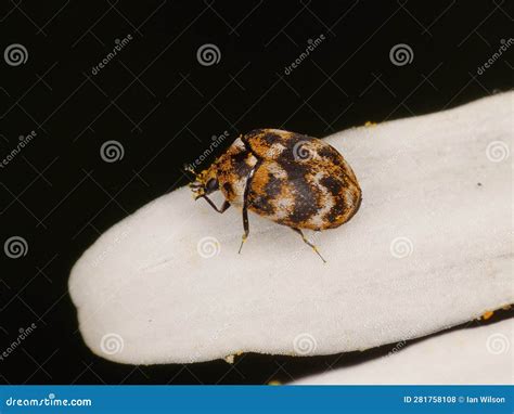 Macro of a Varied Carpet Beetle (Anthrenus Verbasci) Stock Photo ...