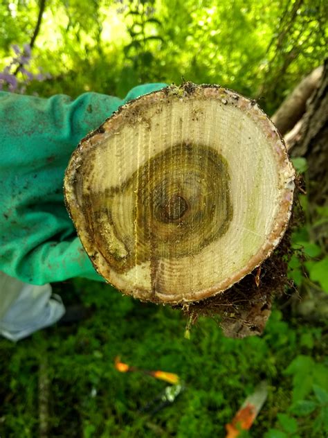 Cut 35ish year old poison ivy vine. : r/whatsthisplant