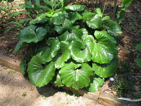 Giant Leopard Plants For Sale at Jack Drake blog