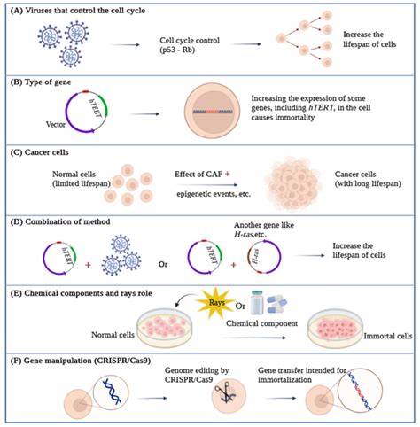 Cell Immortality: In Vitro Effective Techniques to Achieve and ...