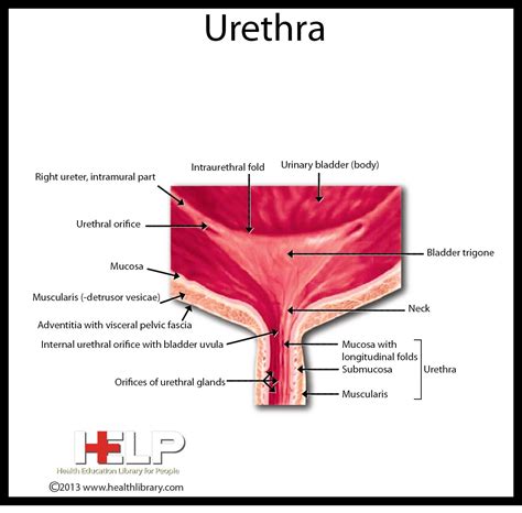 Parts Of Urethra Anatomy at Callum Balmain blog