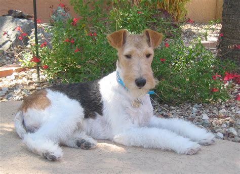 Wire Fox Terrier - Pictures, Information, Temperament, Characteristics ...