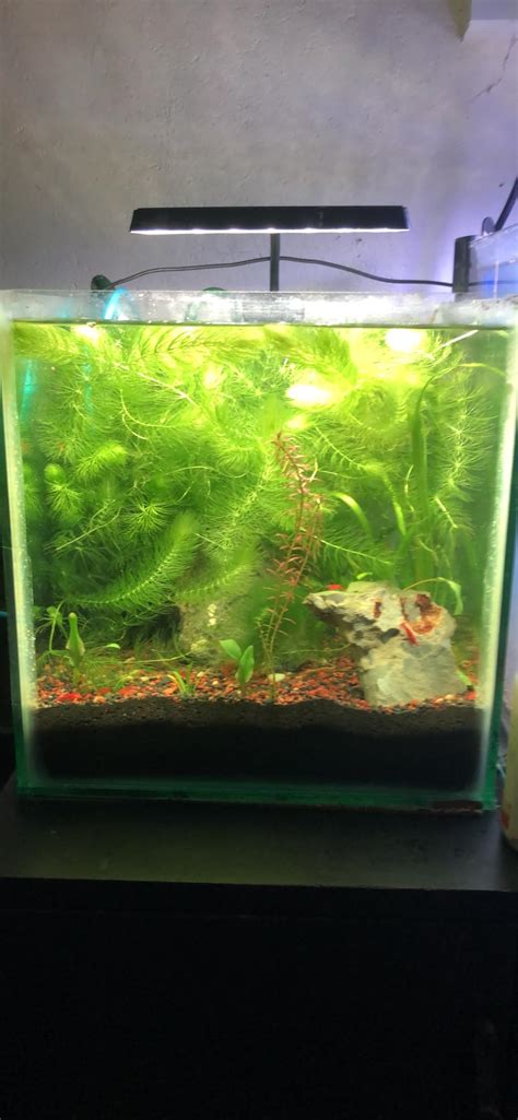 Premier Plants Aquarium Neo Helios Flat Nano Full Spectrum Planted Tank ...