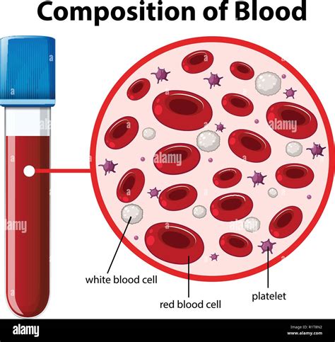 White Blood Cell Drawing Stock Photos & White Blood Cell Drawing Stock ...