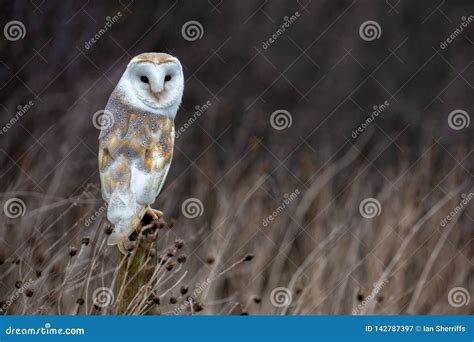 European Barn Owl Tyto Alba in Completely Natural Habitat Stock Image ...