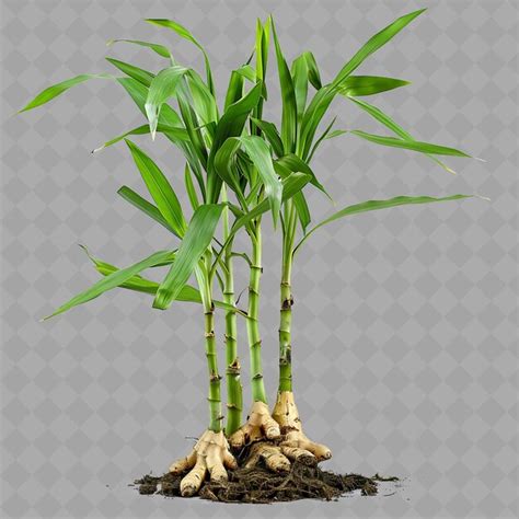 Ginger plant with tall reed like stems short plant and with png tree ...