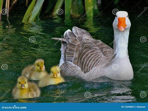 Baby Gosling With Mother Goose Stock Photo - Image: 1549800