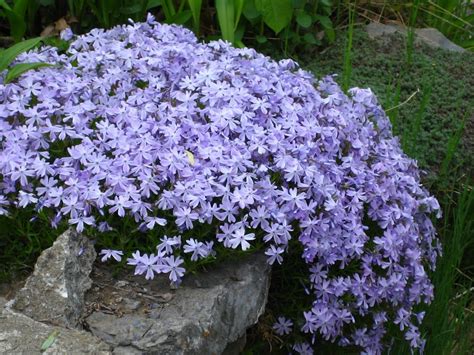 creeping phlox | Jardineria y plantas, Arbustos de jardín, Plantas para ...