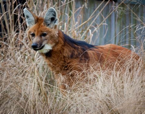 Maned Wolves 的图像结果