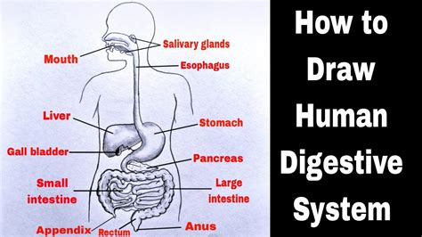 Image result for Science Digestive System