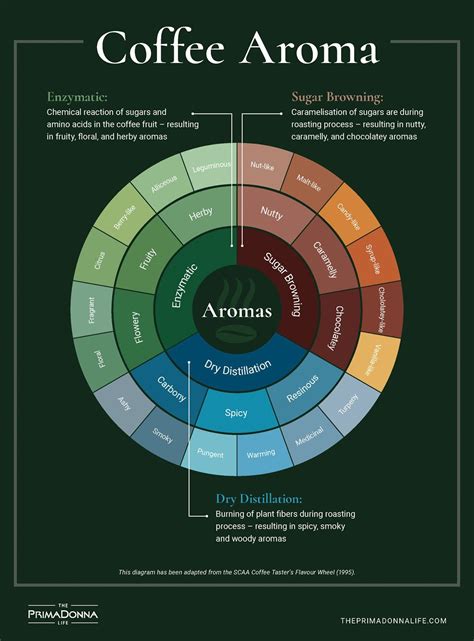 An abridged version of the coffee tasting wheel, where we break down the scent notes a coffee ...