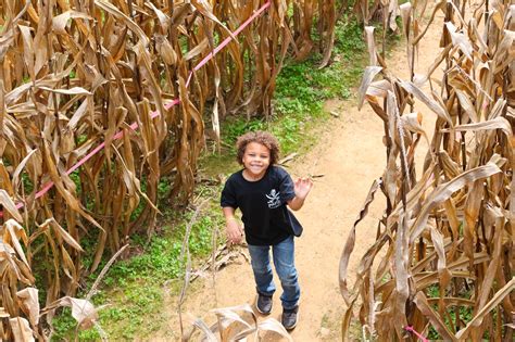 Beachmont Corn Maze – Miberry Farm Directory