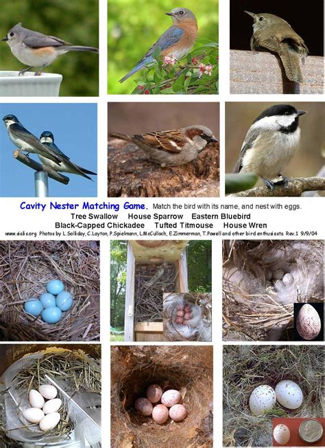 Types Of Bird Nests Chart at Nick Lopez blog