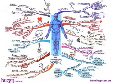 Biology Mind Map 的图像结果