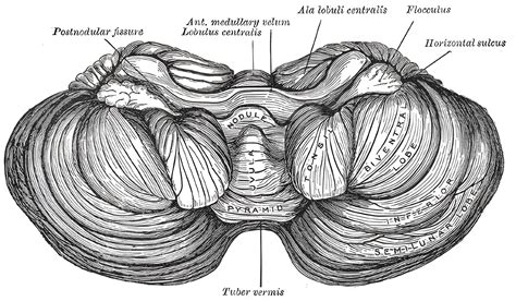 Cerebellum - Ars Neurochirurgica