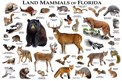 Mammals of Florida Poster Print / Florida Mammals Field Guide | Etsy
