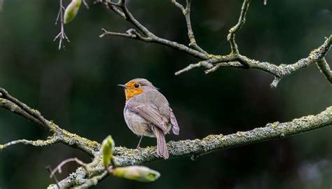 7 Wildlife Sanctuaries In Uttarakhand One Must Visit In 2026