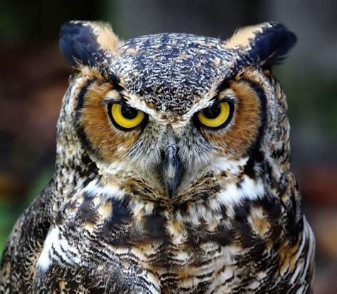 Seeing An Owl At Night: Spiritual Meaning - Awakening State