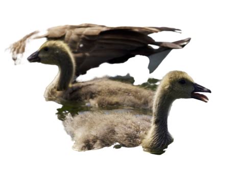 Lookswimming PNG Transparent Images Free Download | Vector Files | Pngtree