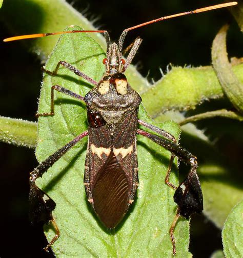Image result for Bug Exploding