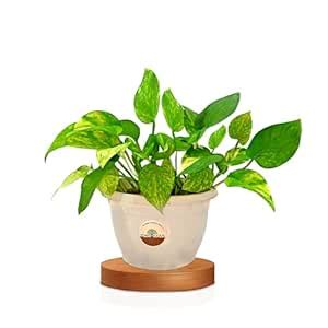 Foresticious Good Luck Money Plant Variegated Live Indoor Plant With ...
