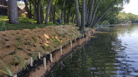 Using Native Plants to Prevent Shoreline Erosion | Natural Shore