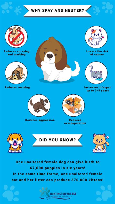 Why Spay and Neuter? in 2025 | Dog spay, Animal infographic, Spay