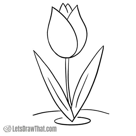 Tulip Outline Drawing