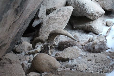 Are Blue Sheep Really Blue? - slide4 | Nature inFocus