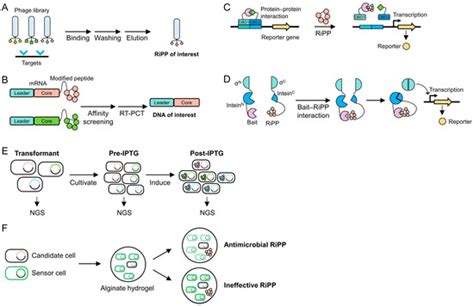 Advancements in the Application of Ribosomally Synthesized and Post ...