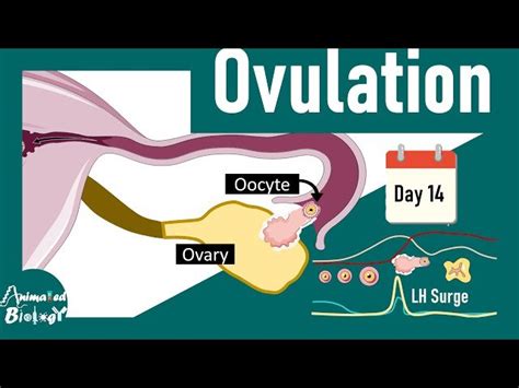 Image result for Ovulation and Fertilization Process