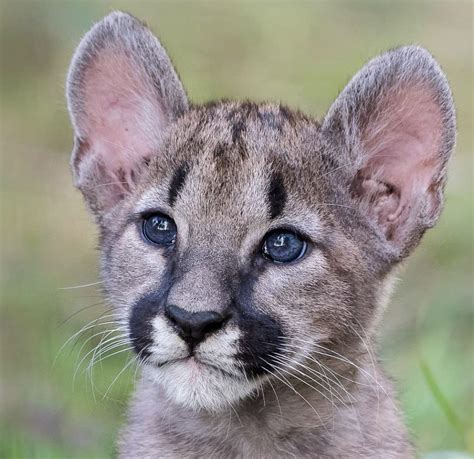 Baby Mountain Lion : r/hardcoreaww