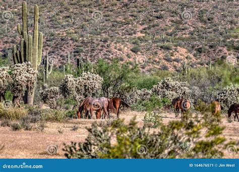 Wild Horses of Arizona stock image. Image of 70300, mare - 164676571