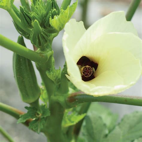 Clemson Spineless Organic Okra Seeds – Bethrat AlHayat – بذرة الحياة