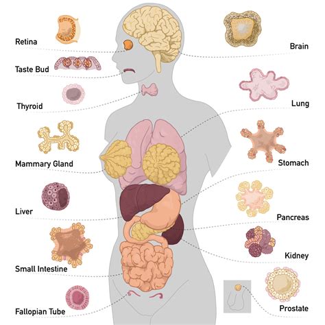 Organs In The Body : "Midsection view showing internal organs of human body ... : Each system ...