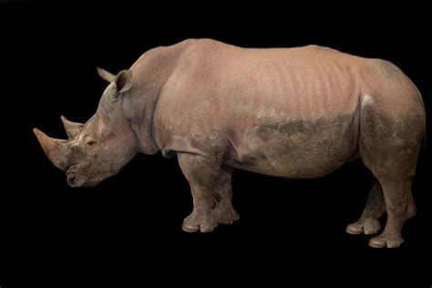 Bildergebnis für rhino free download