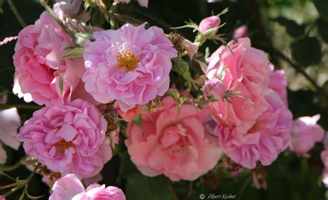 Rosa × floribunda 'Tom-Tom' - Floribunda Rose 'Tom Tom', ורד פלוריבונדה ...