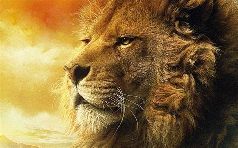🔥 Free Download Nice Aslan Narnia Background Hd 4k High Definition ...