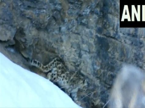 Snow leopard seen by ITBP troops near Kaza, Spiti Valley in Himachal ...