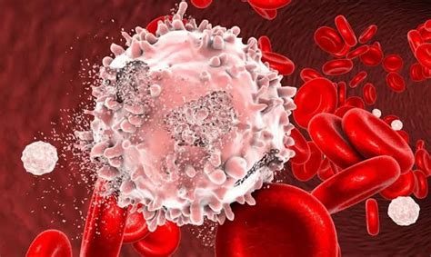 Mengenal Leukosit: Fungsi, Jenis, dan Jumlah Yang Ada di dalam Tubuh ...