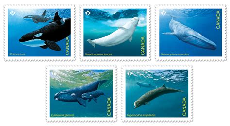 Whale Stamp