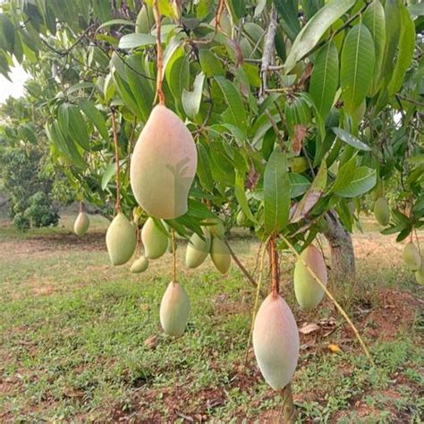 Totapuri Mango Grafted Fruit Plant | Iconic Indian Mango Tree – Buy Online
