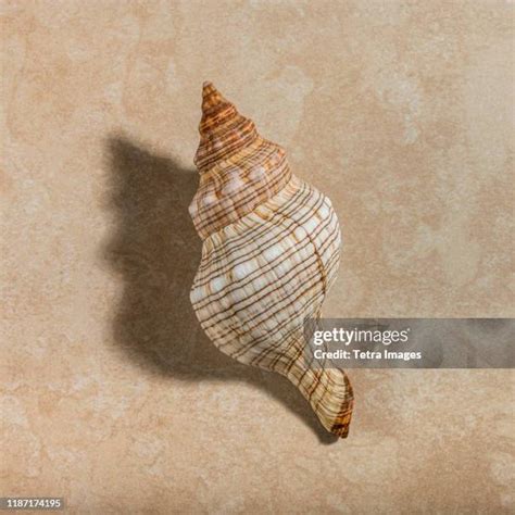 Image result for What's Inside Conch Shell