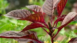 5 vegetarian foods that help boost haemoglobin levels naturally