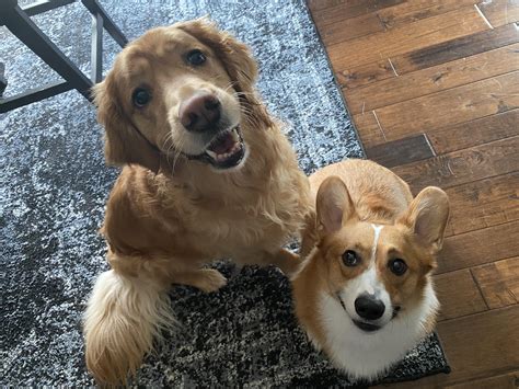 Golden Retriever Corgi