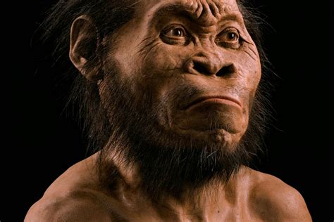 Homo Habilis