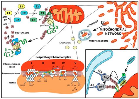 Mitochondrial and Ubiquitin Proteasome System Dysfunction in Ageing and ...